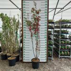 Okrasná jabloň (Malus) ´COCCINELLA´ - výška 180-220 cm, kont. C18L - VIACKMENNÁ